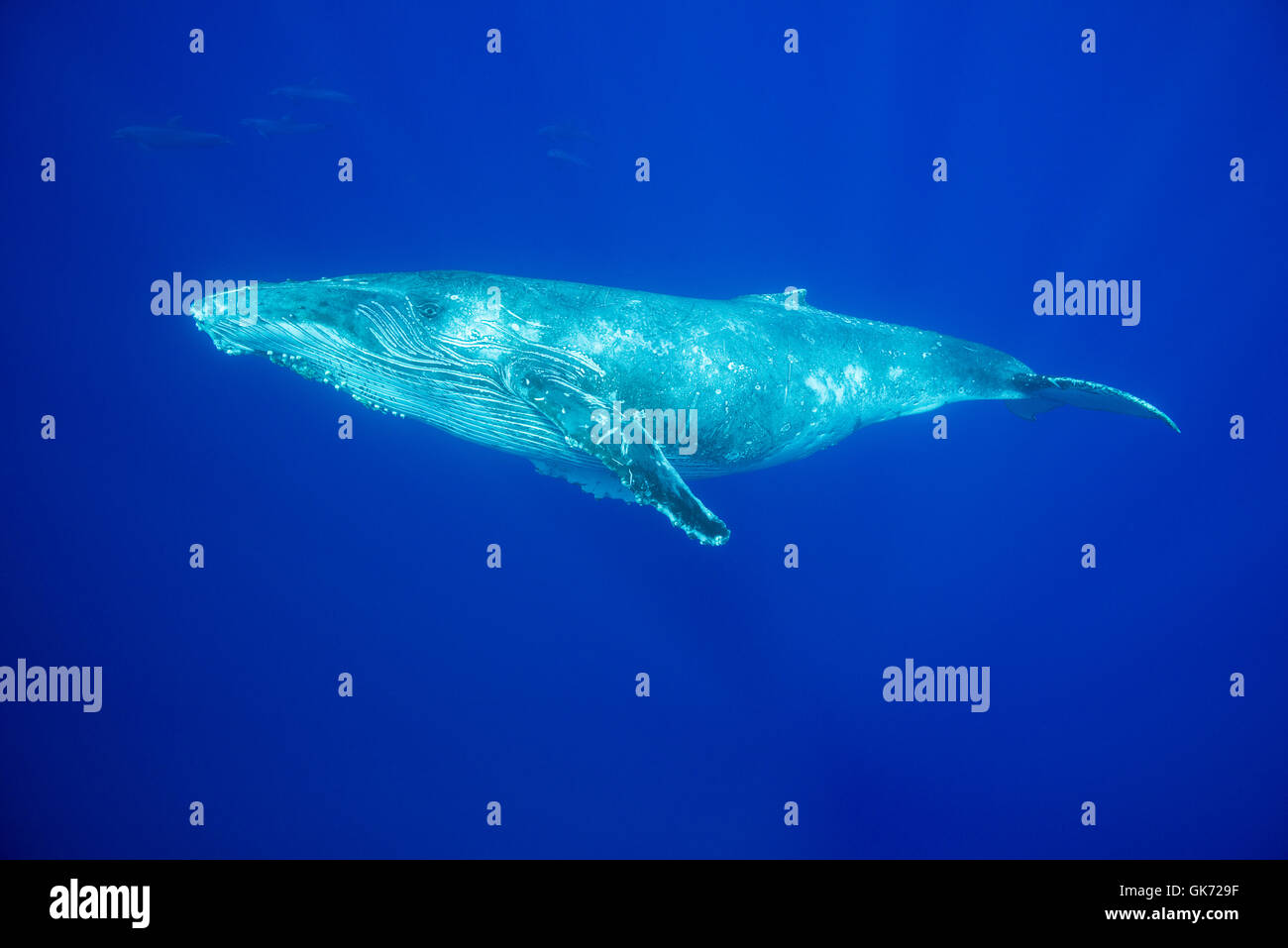 Yearling ballena jorobada, Megaptera novaeangliae, con delfines nariz de botella, Tursiops truncatus, nadando en el fondo, en Kona, Foto de stock
