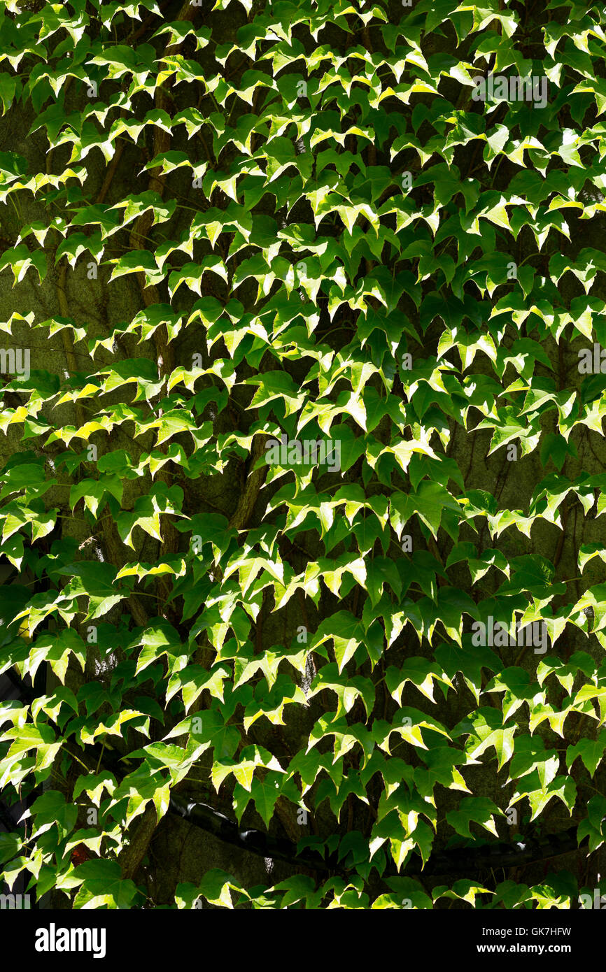 Las paredes están cubiertas con hojas de hiedra verde, también conocida  como hiedra de Boston Fotografía de stock - Alamy