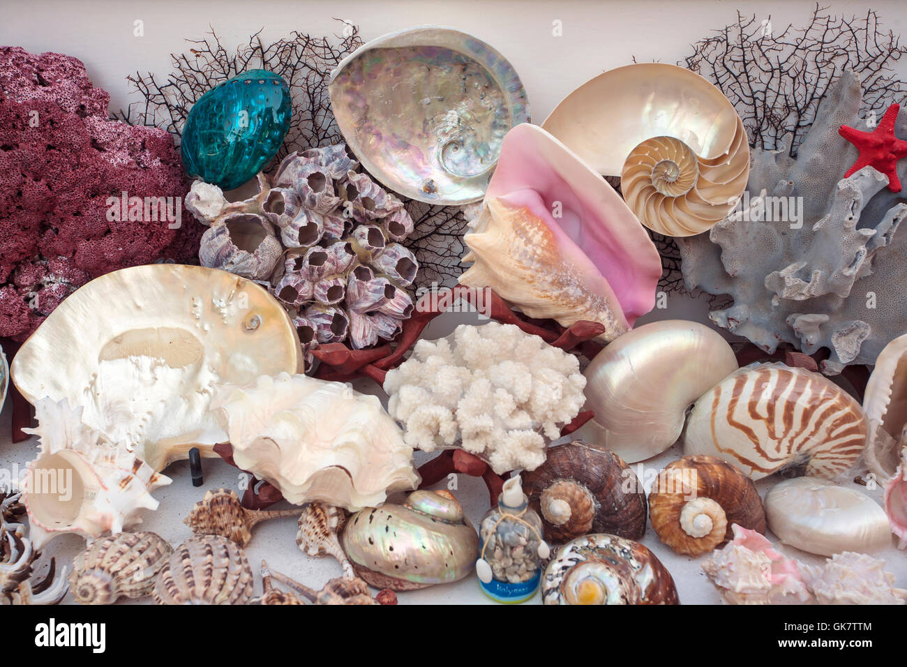 Conchas para decoracion fotografías e imágenes de alta resolución - Alamy