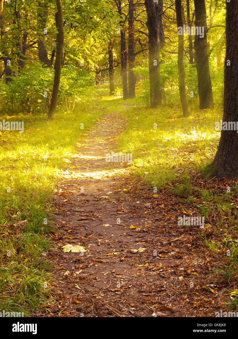 Camino en un bosque en otoño Foto de stock
