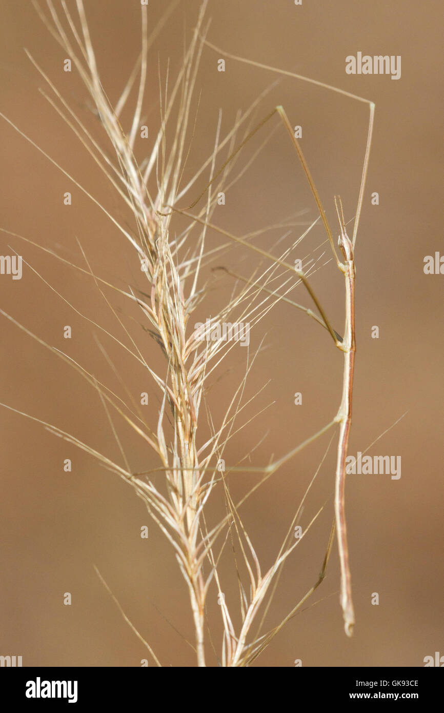 Insecto Palo silvestre ( bacillus rossius ), un críptico macho en un tallo seco. Foto de stock