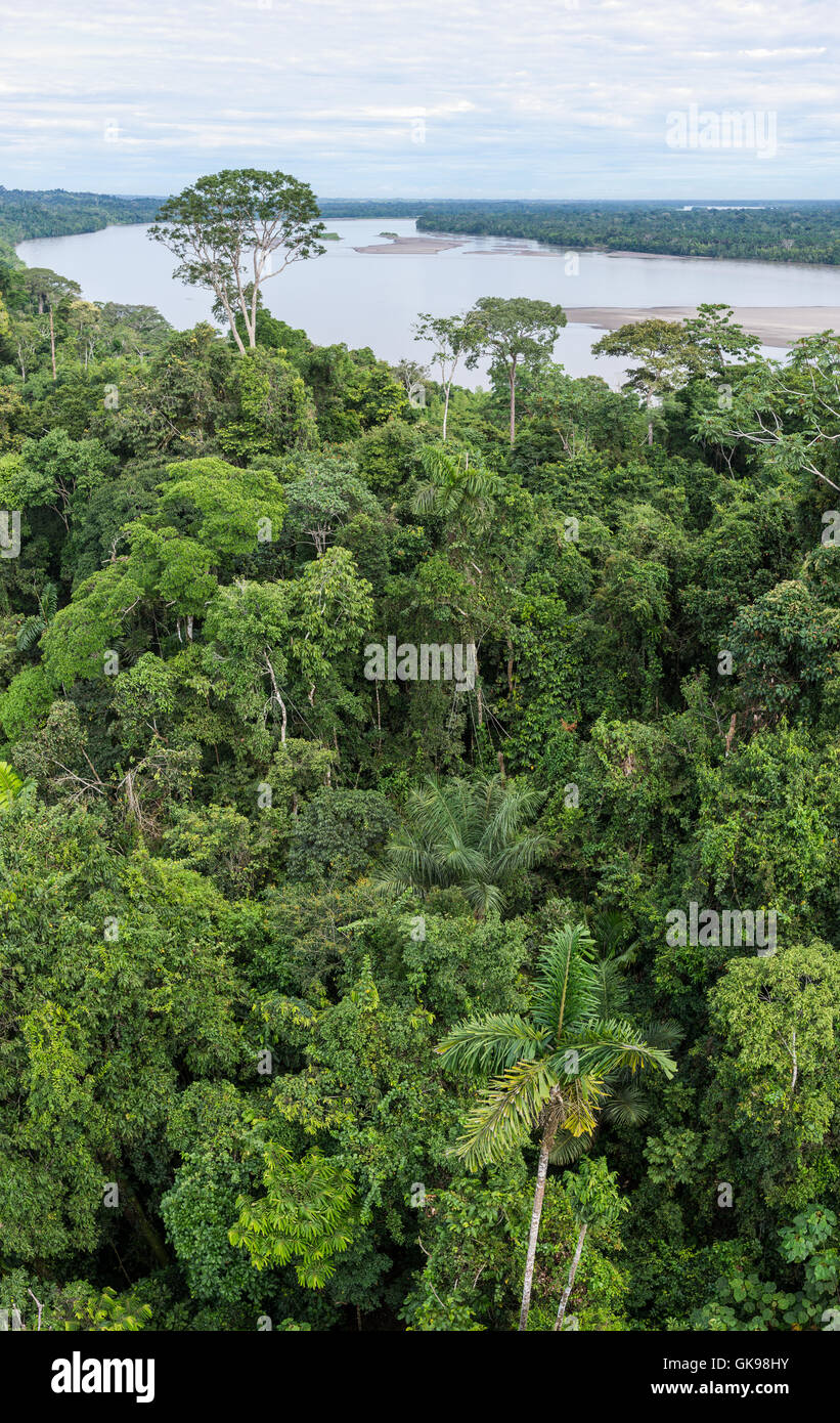 El dosel del bosque lluvioso y Río Napo en el Amazonas. Parque Nacional Yasuní, Ecuador, América del Sur. Foto de stock