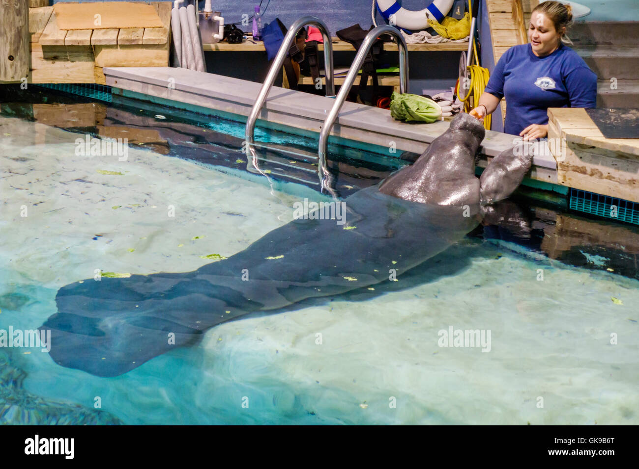 Florida Gulf Coast, Bradenton, South Florida Museum, Parker Manatee Aquarium, historia natural