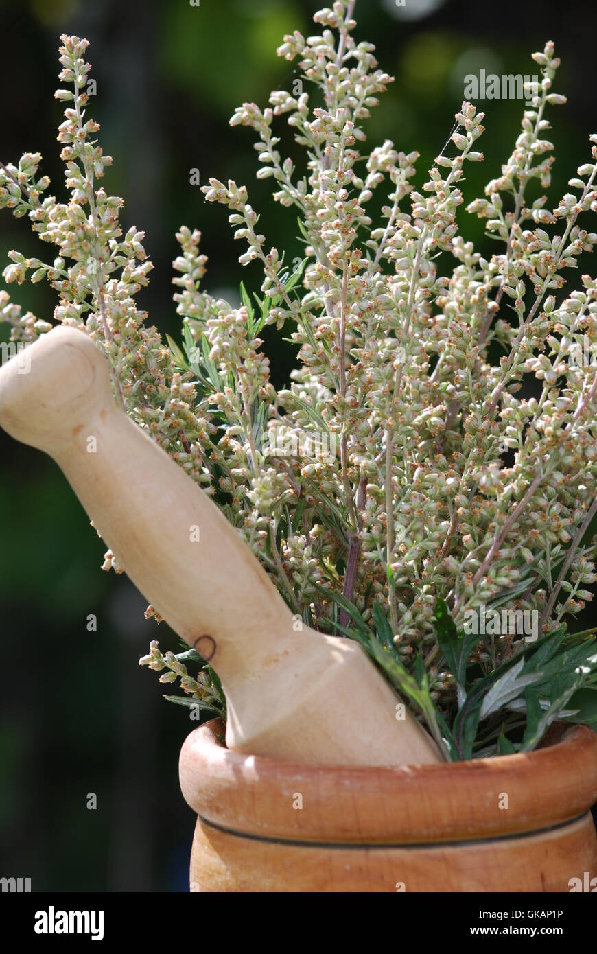 Mugwort (Artemisia vulgaris) hierba medicinal Foto de stock