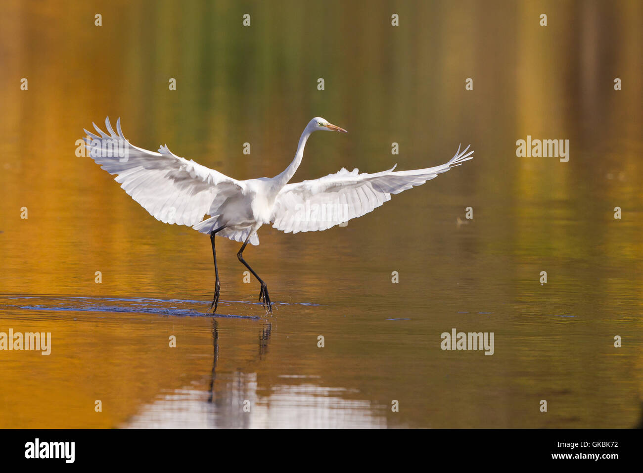 Vuelo de oro golden Foto de stock