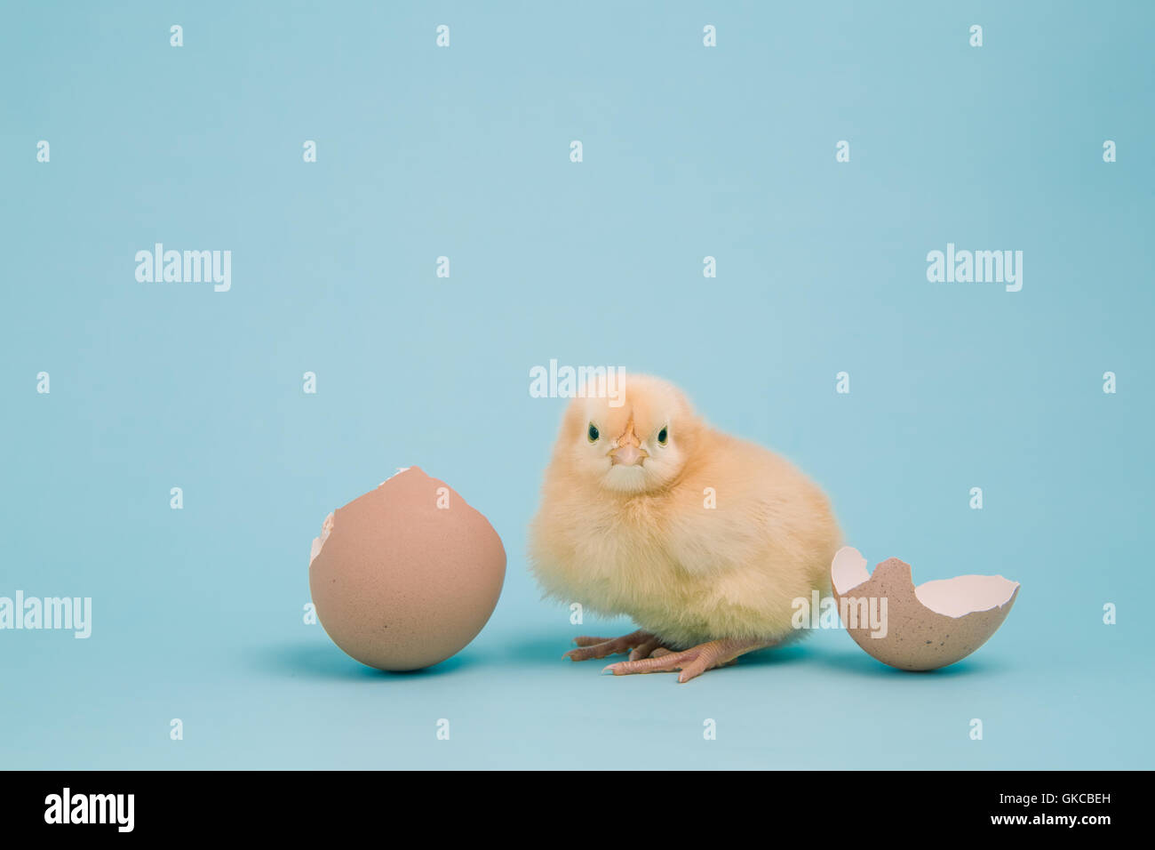 El respeto tarta Talla Orpington chick fotografías e imágenes de alta resolución - Alamy