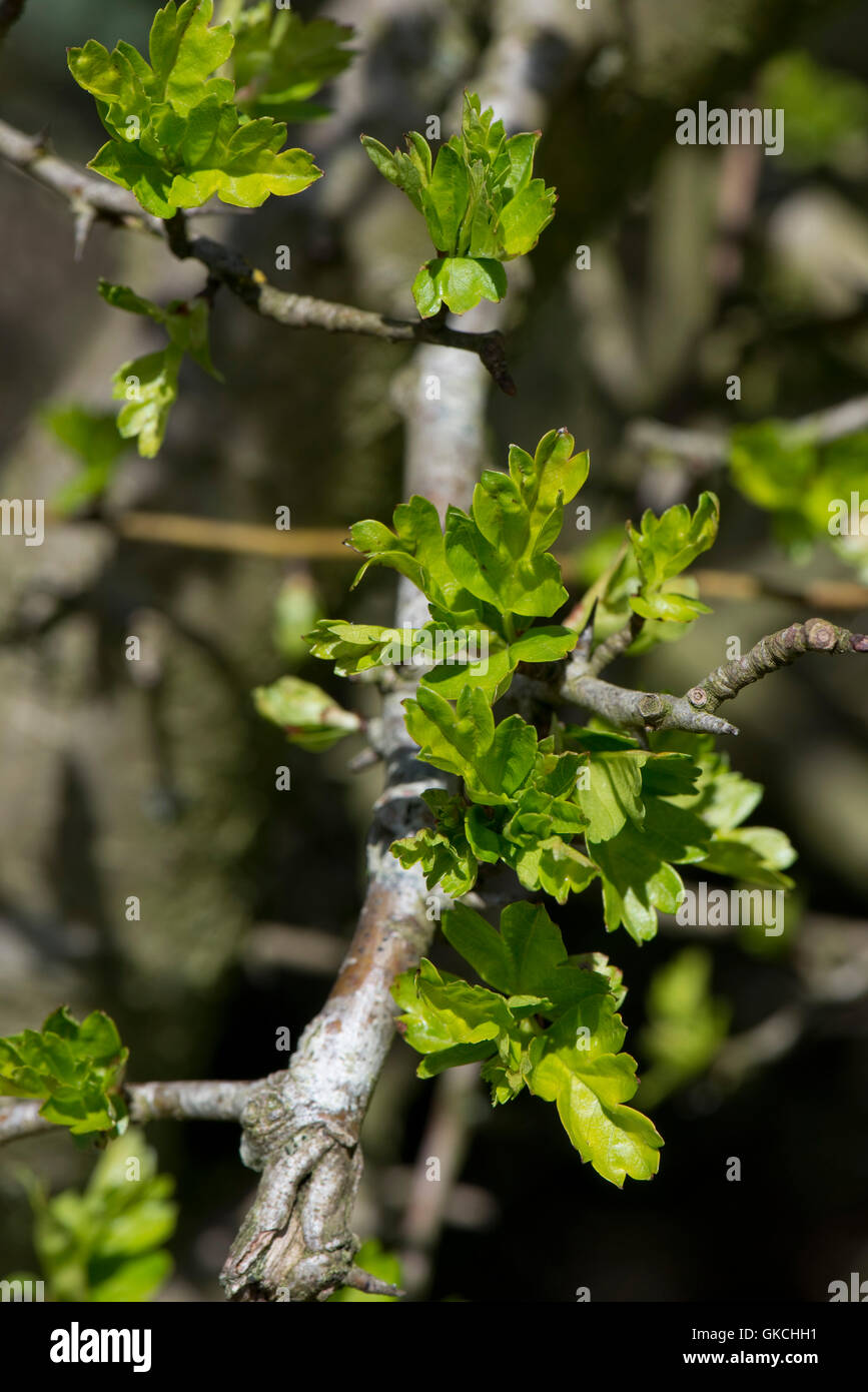 Hojas verdes jóvenes que están surgiendo en el Hawthorn seto rama del árbol en la primavera, abril Foto de stock