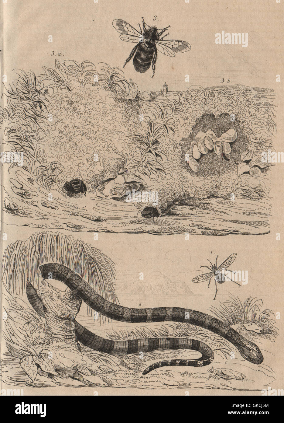 Bombyliidae (Bee moscas/fly) Bongare (krait). Bourdon (Bumblebee), imprimir 1834 Foto de stock