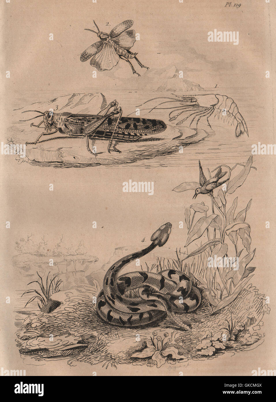 Animales: Crevette (camarones). Criquet (la langosta). Crotale (serpiente de cascabel), 1834 Foto de stock