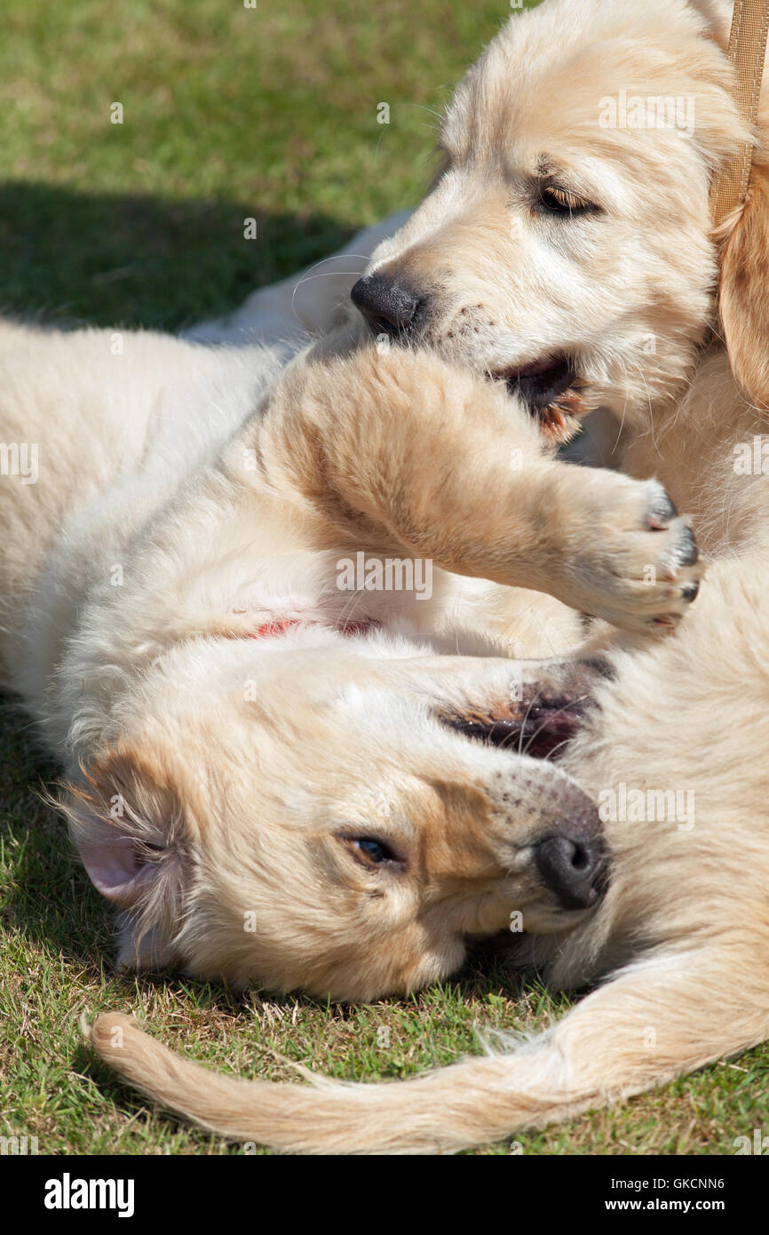 Cachorros de Golden Retriever. La rivalidad entre hermanos. (Canis lupus familiaris). Foto de stock