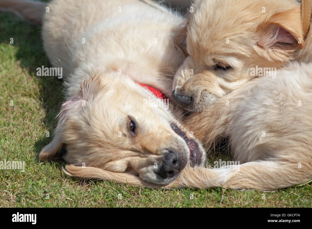 Cachorros de Golden Retriever. La rivalidad entre hermanos. (Canis lupus familiaris). Foto de stock