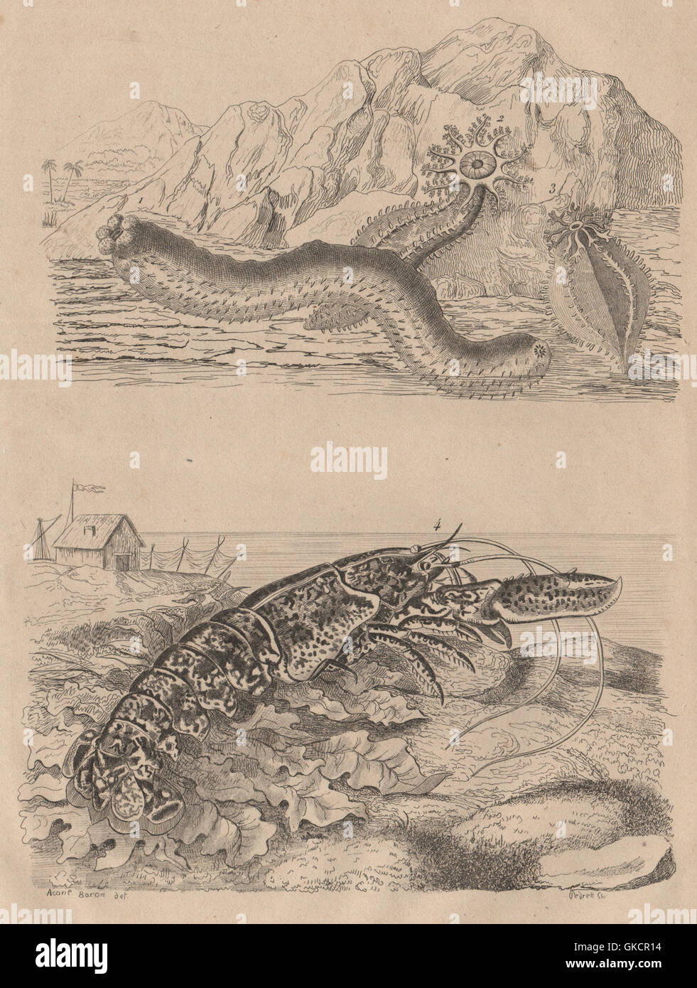 Las criaturas del mar: Holoturies (holoturias). Homard (langosta), impresión de antigüedades 1834 Foto de stock