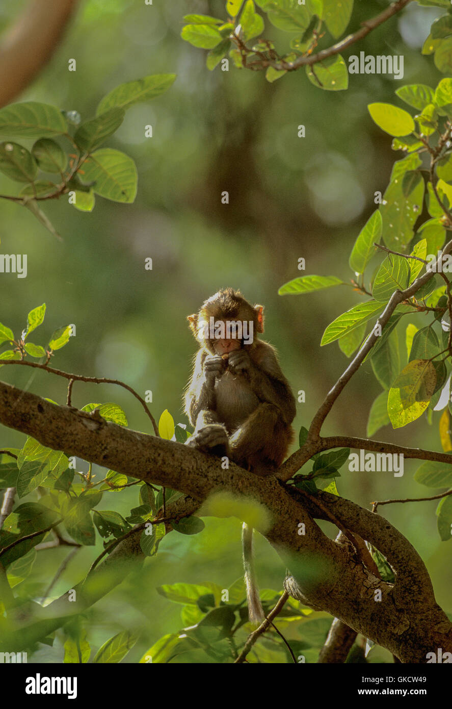 Macacos Rhesus, Macaca mulatta, bebé comer fruta en el árbol, Rajasthan, India Foto de stock