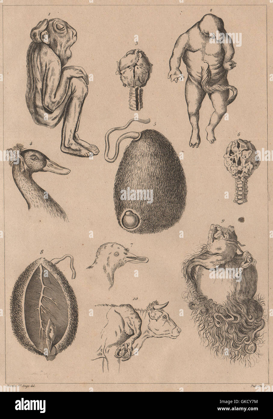 Mutaciones: 'Monstruosités' Pl. V, grabado antiguo 1834 Foto de stock