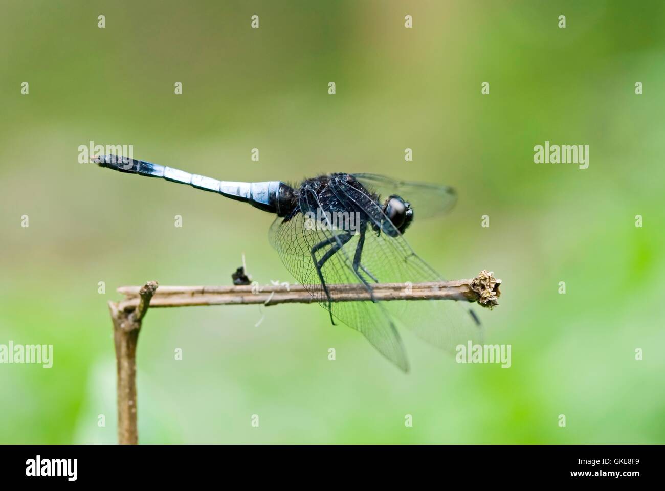 Dragonfly resto en rama Foto de stock