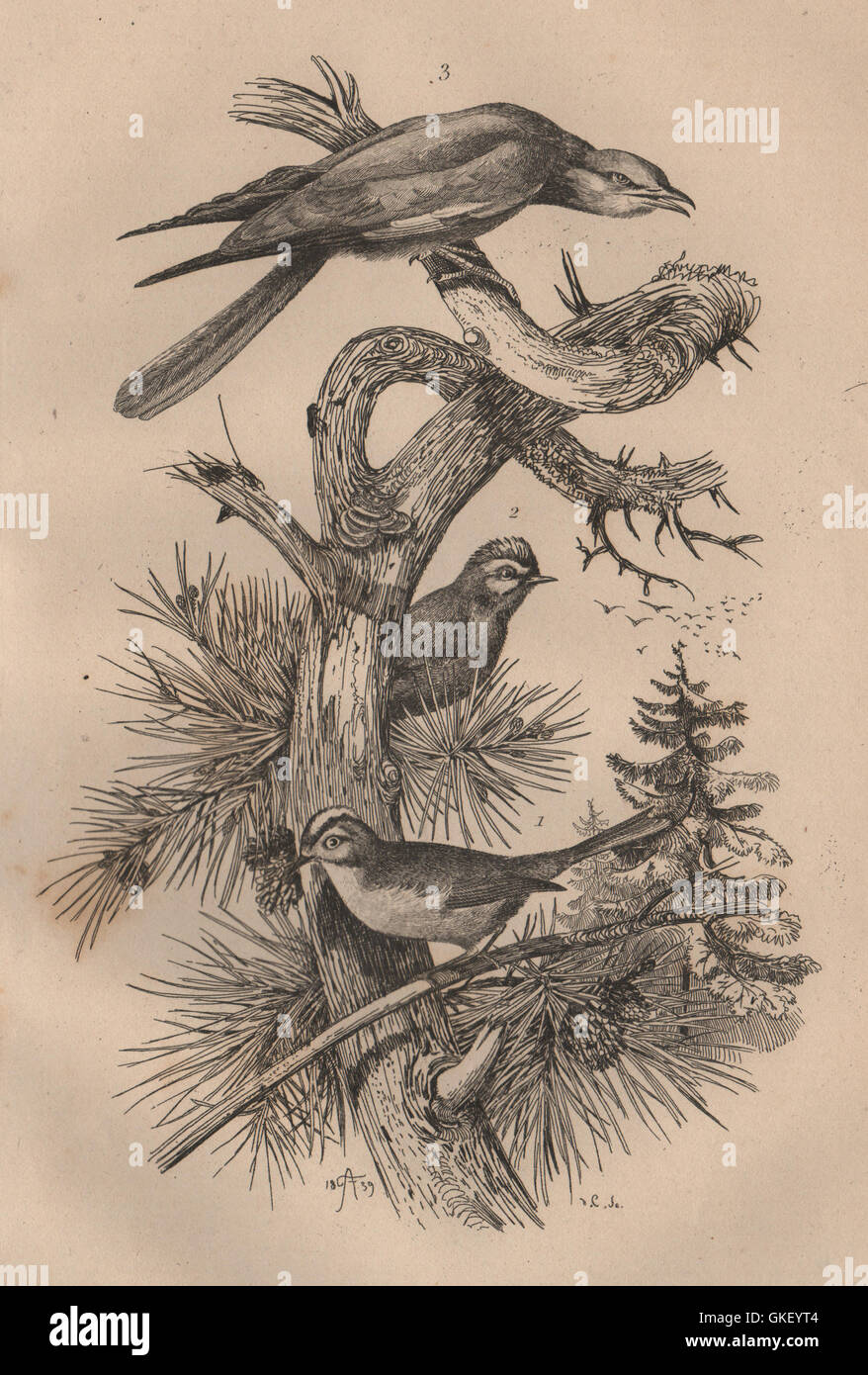 Aves: Roitelet (Wren). Rollier (rodillo), impresión de antigüedades 1834 Foto de stock