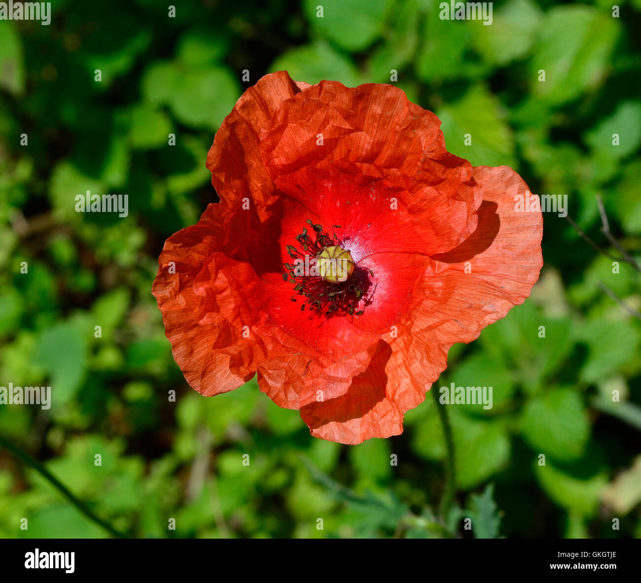 Flor de amapola roja fotografías e imágenes de alta resolución - Alamy