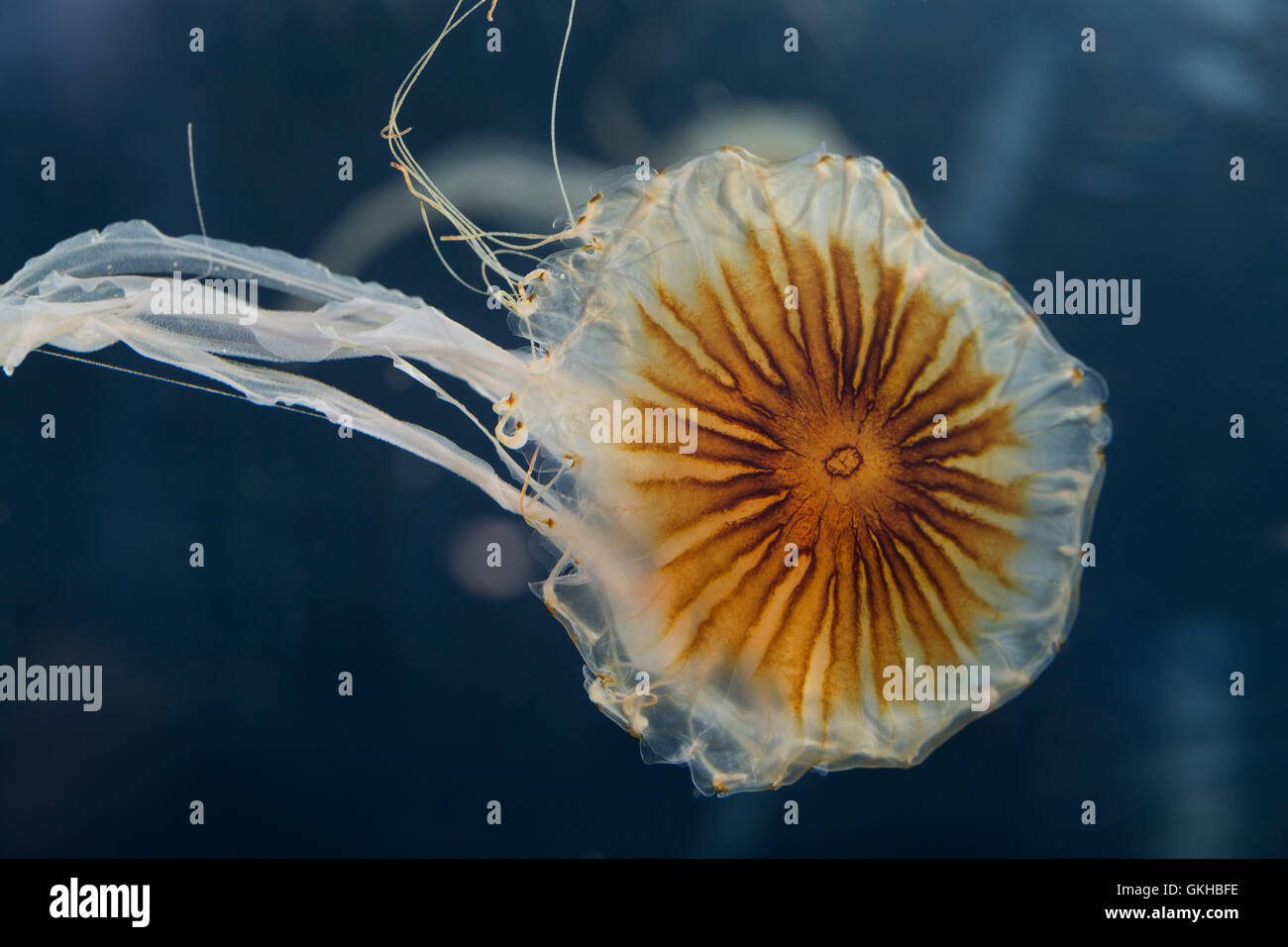 Kompassqualle, Kompass-Qualle, Kompaßqualle, Kompaß-Qualle, Qualle, Chrysaora hysoscella Quallen, brújula, medusas, Compass-Je Foto de stock
