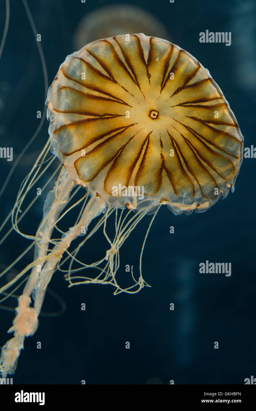 Kompassqualle, Kompass-Qualle, Kompaßqualle, Kompaß-Qualle, Qualle, Chrysaora hysoscella Quallen, brújula, medusas, Compass-Je Foto de stock