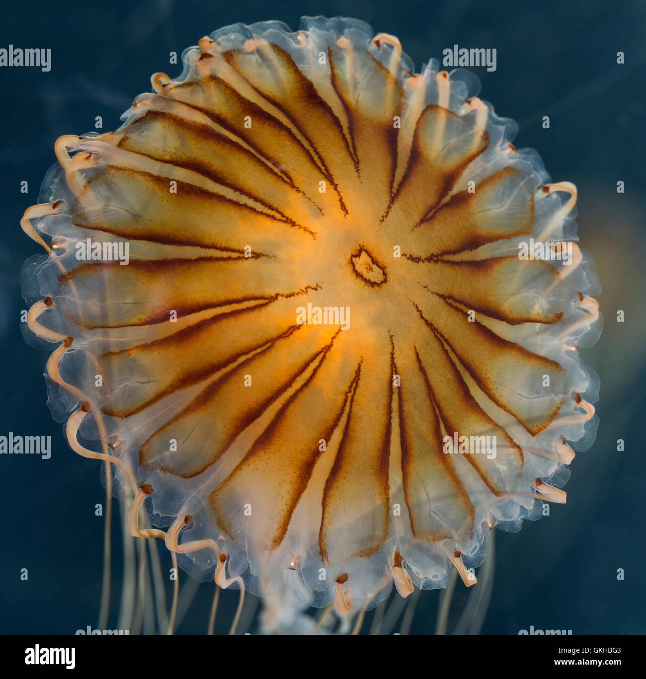 Kompassqualle, Kompass-Qualle, Kompaßqualle, Kompaß-Qualle, Qualle, Chrysaora hysoscella Quallen, brújula, medusas, Compass-Je Foto de stock