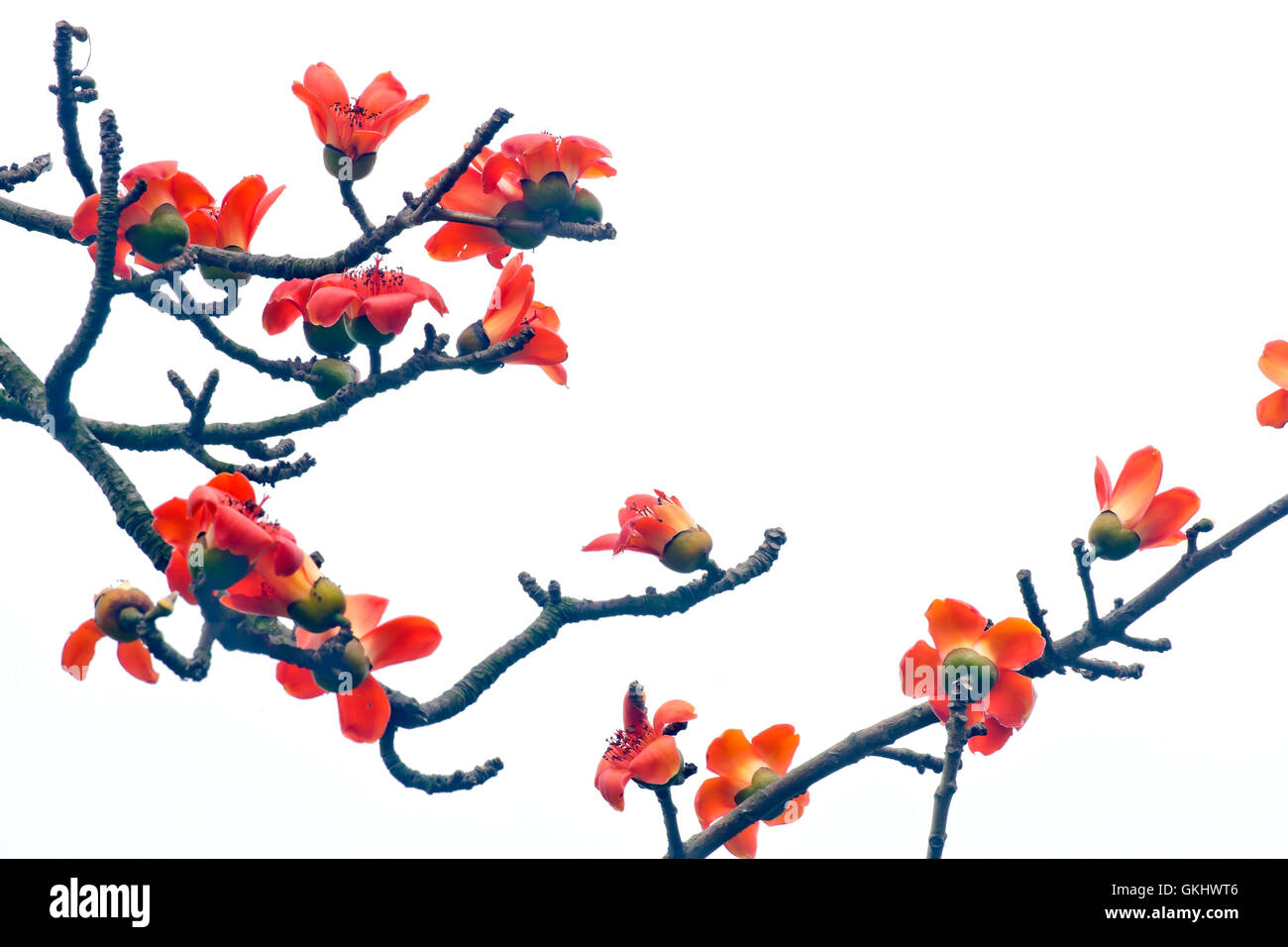 árboles de kapok fotografías e imágenes de alta resolución Alamy