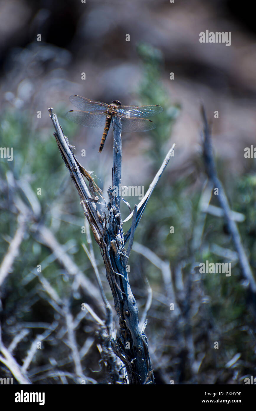 Dragonfly en rama Foto de stock