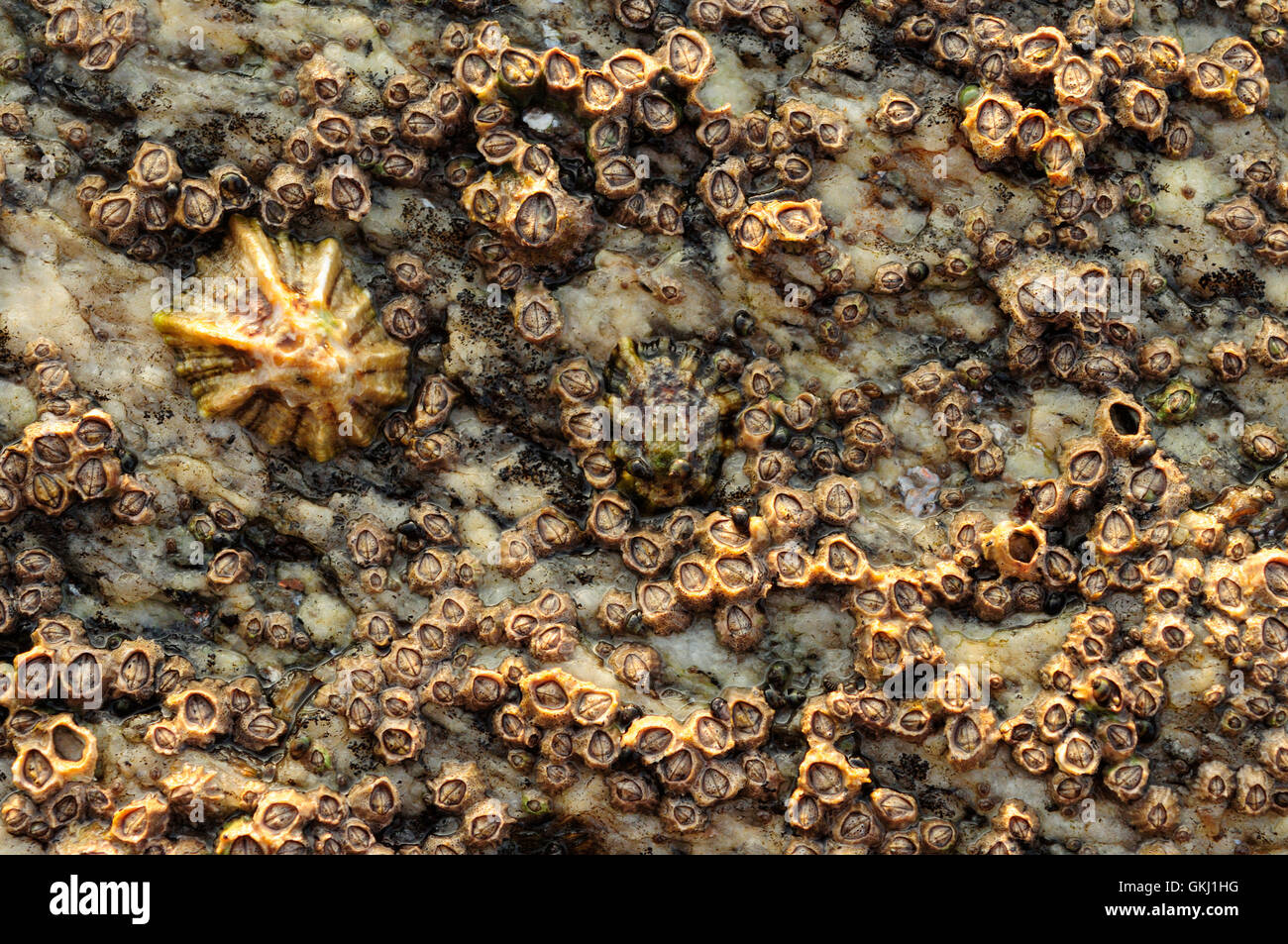 Coastal rocas cubiertas de bellotas de mar (Chthamalus montagui) y lapas Foto de stock