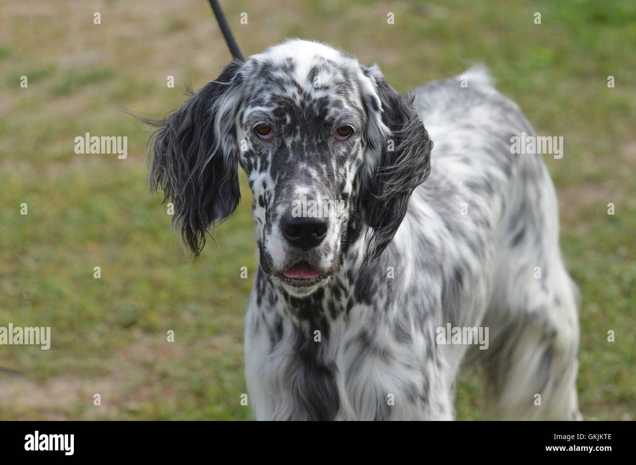 Blanco y negro muy lindo perro setter Inglés con una correa Fotografía de  stock - Alamy
