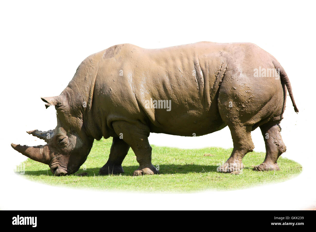 Rhino aislado en un trozo de césped Foto de stock