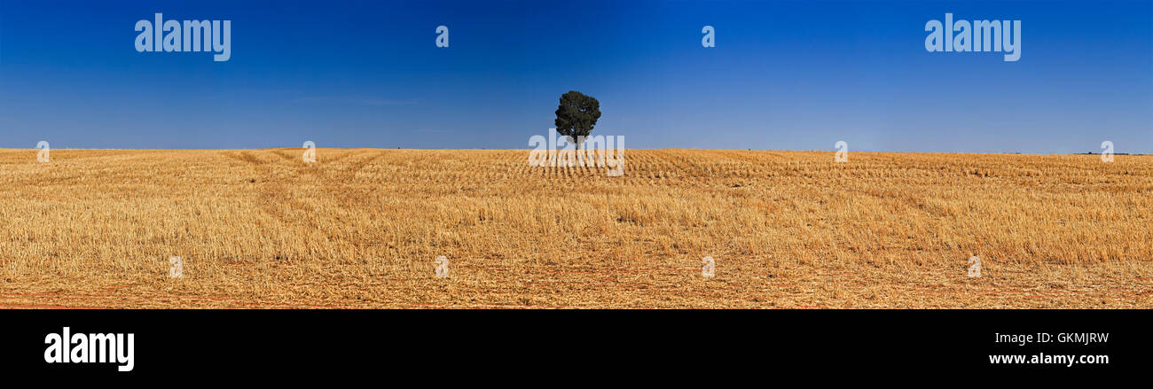 Infinitas cultiva campo cosechado de cultivo con el único árbol en el horizonte. Cinturón de trigo de las tierras agrícolas en el sur de Australia, y Foto de stock