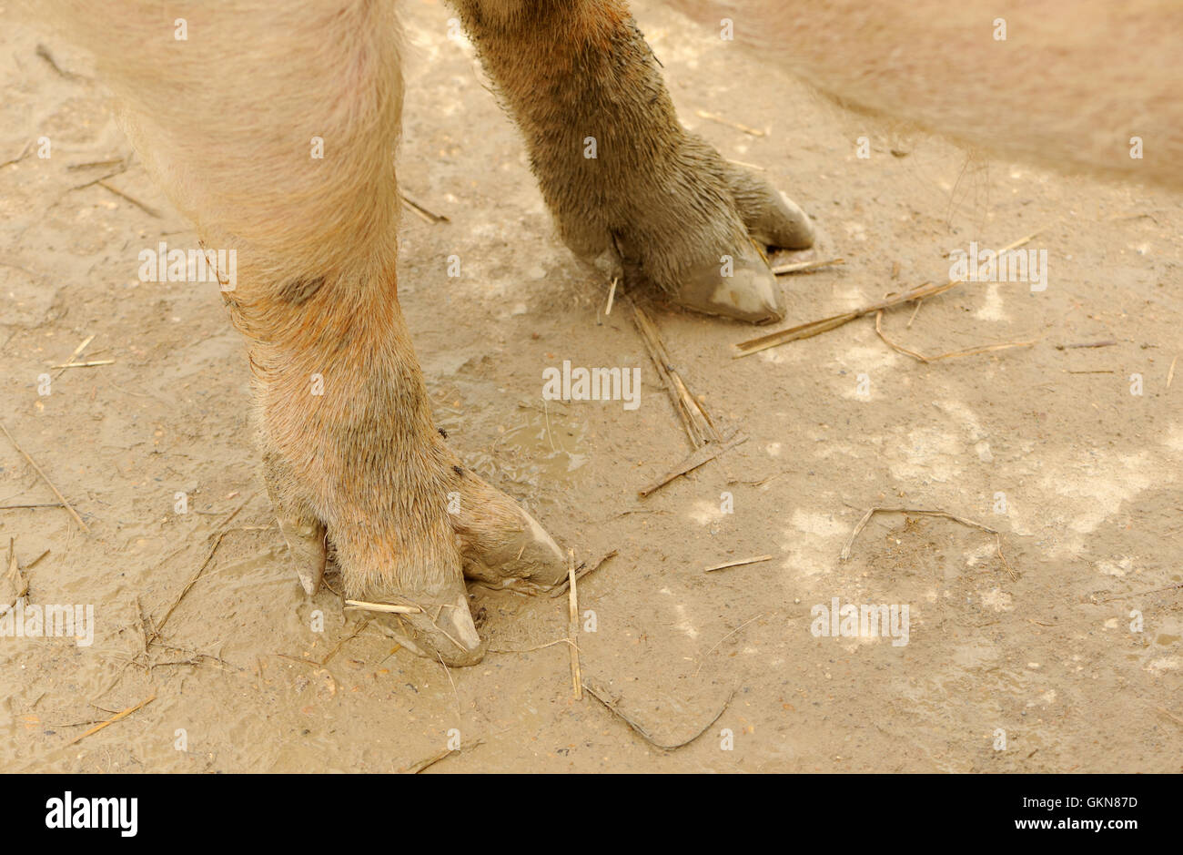 Pezuña Hendida Fotos e Imágenes de stock - Alamy