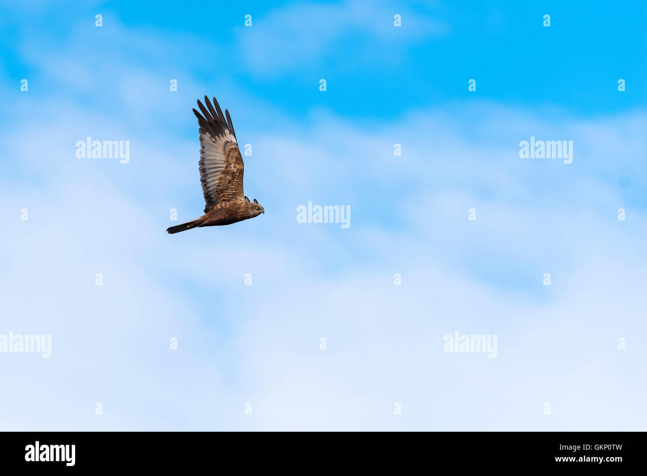 Rovfågel, Brun, fågel kärrhök, jagar, Vass, sjö, sork, råtta, Circus aeruginosus, flyger, aves de rapiña, aguilucho lagunero, Bird, hun Foto de stock