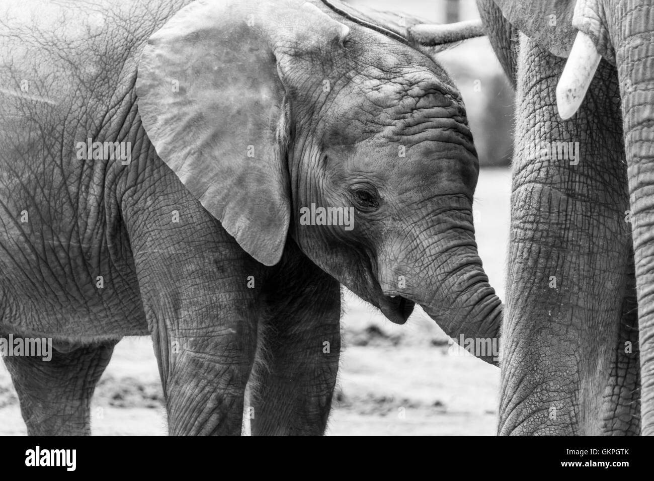 Elefante joven ternero beber de la madre Foto de stock