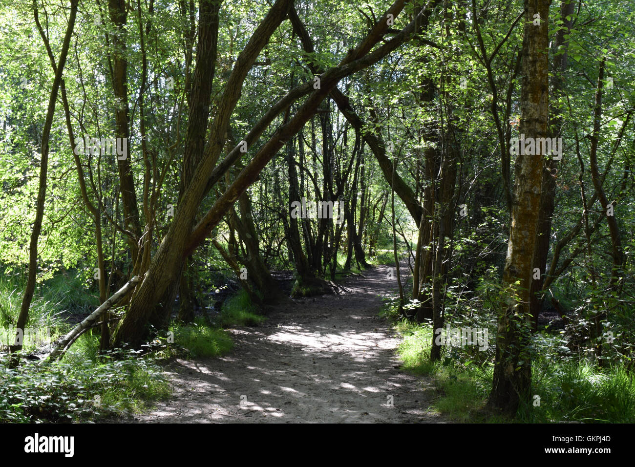 Corte de ruta a través de un denso bosque en Horsell, Surrey, comunes en el verano. Árboles frondosos y verdes pastos y hojas largas. Foto de stock