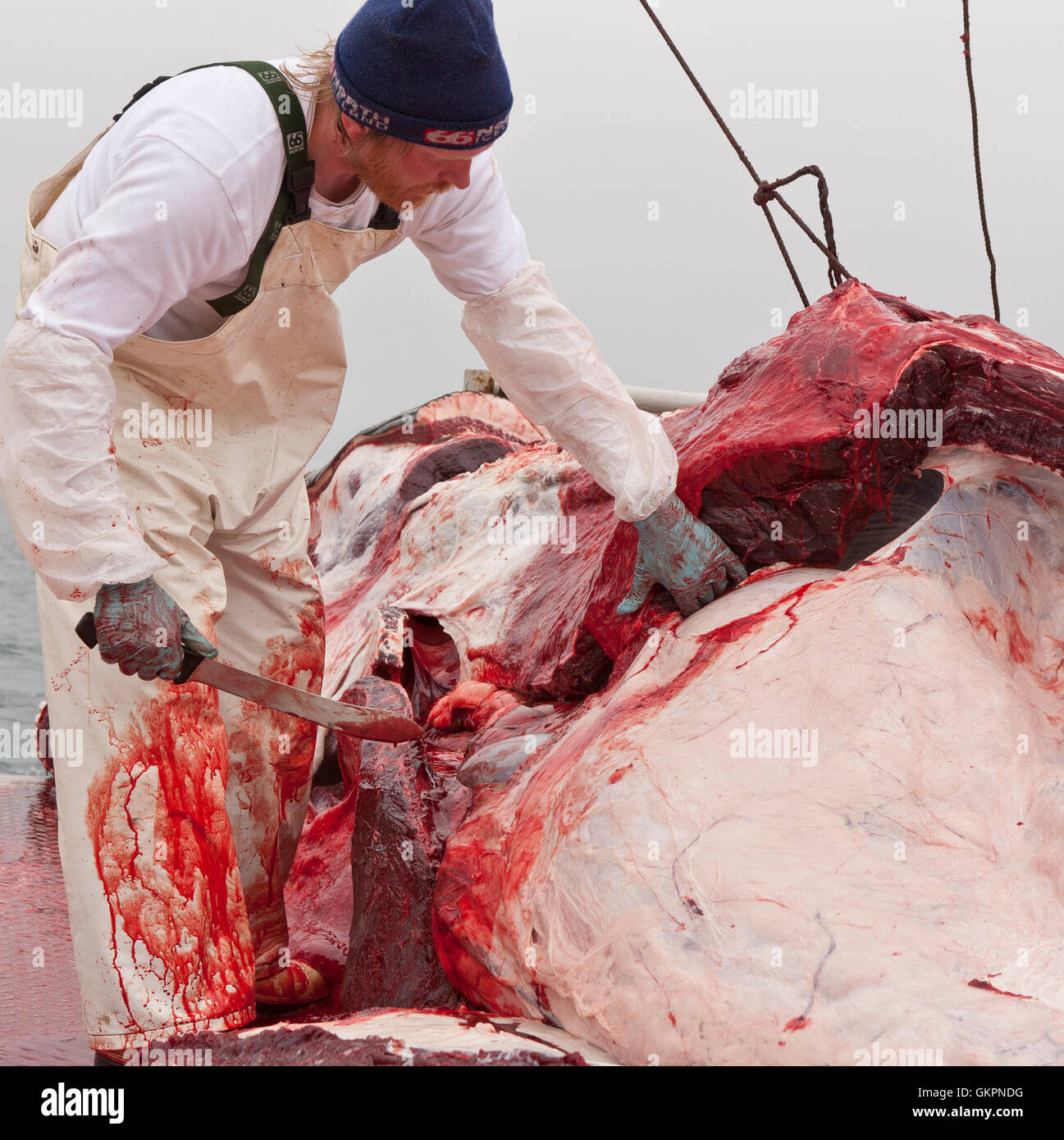 Caza de Ballenas minke, pescador desollando las ballenas a bordo del Hrafnreydur KO-100, ballenero, Islandia Foto de stock