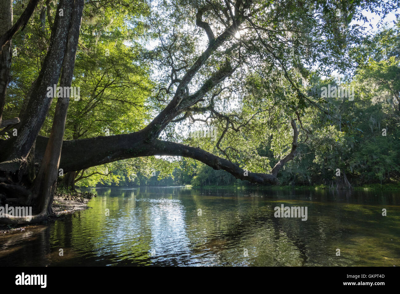 Oak Tree sobresaliendo por el río en Santa Fe Springs, Poe Gilchrist County, Florida Foto de stock