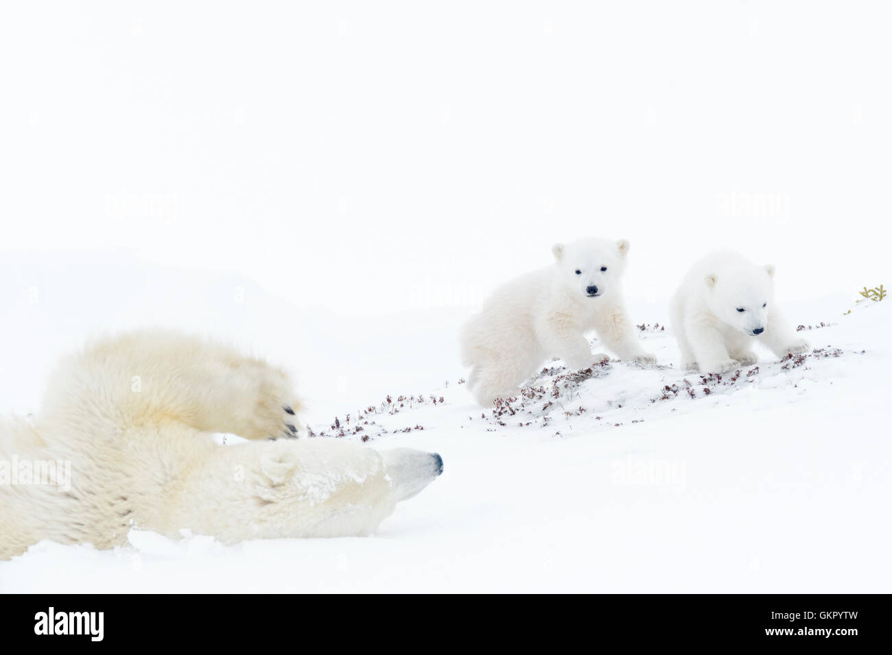 El oso polar (Ursus maritimus) madre deslizando hacia abajo, jugando con dos cachorros recién nacidos, Parque Nacional Wapusk, Manitoba, Canadá Foto de stock