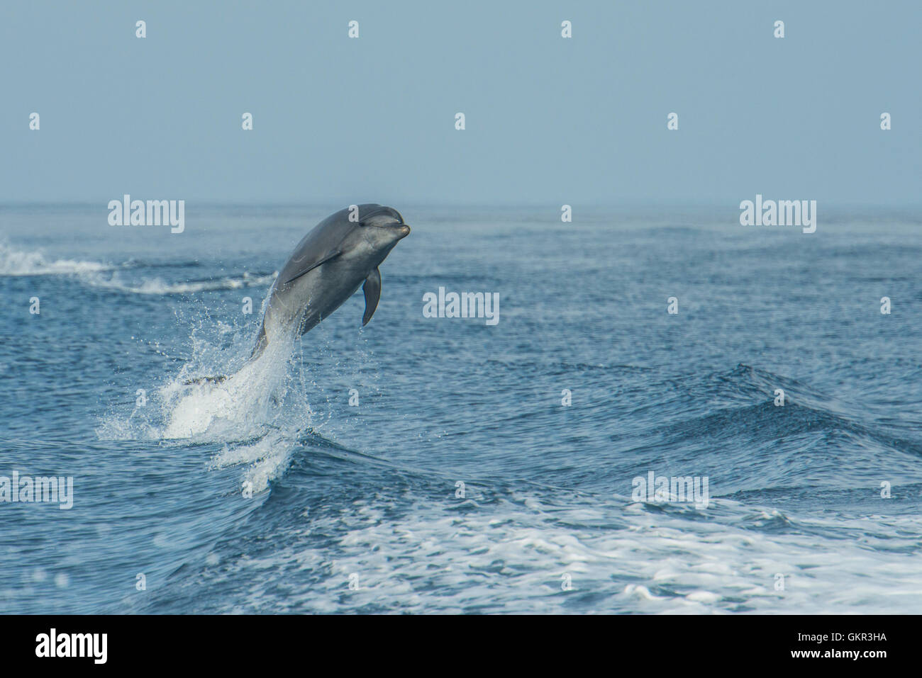 Comunes de delfín mular (Tursiops truncatus) Foto de stock