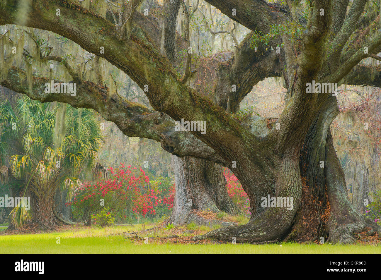 Las encinas (Quercus virginiana) y español (MOSS), useneoides Tilandsia Edisto Island, Carolina del Sur, EE.UU. Foto de stock