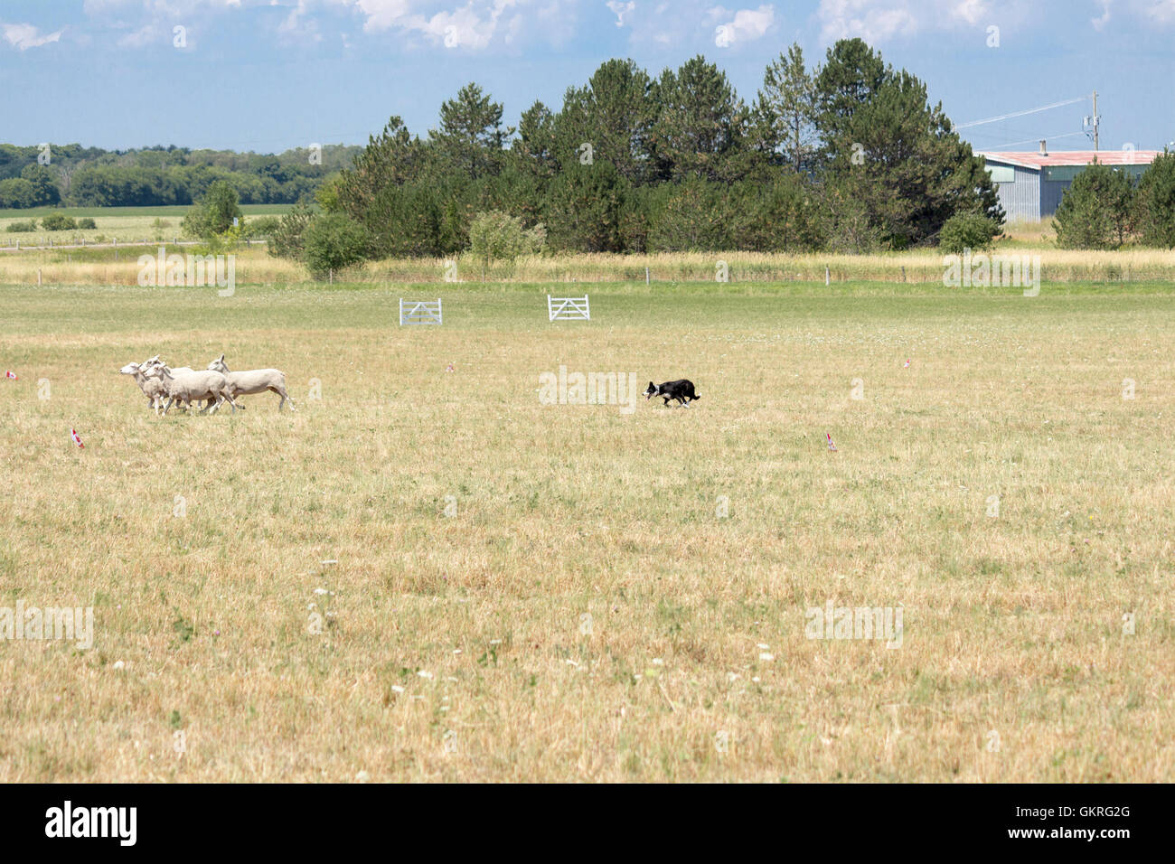 Border Collie conducir ovejas en el Campeonato canadiense Perro Pastor juicios Foto de stock
