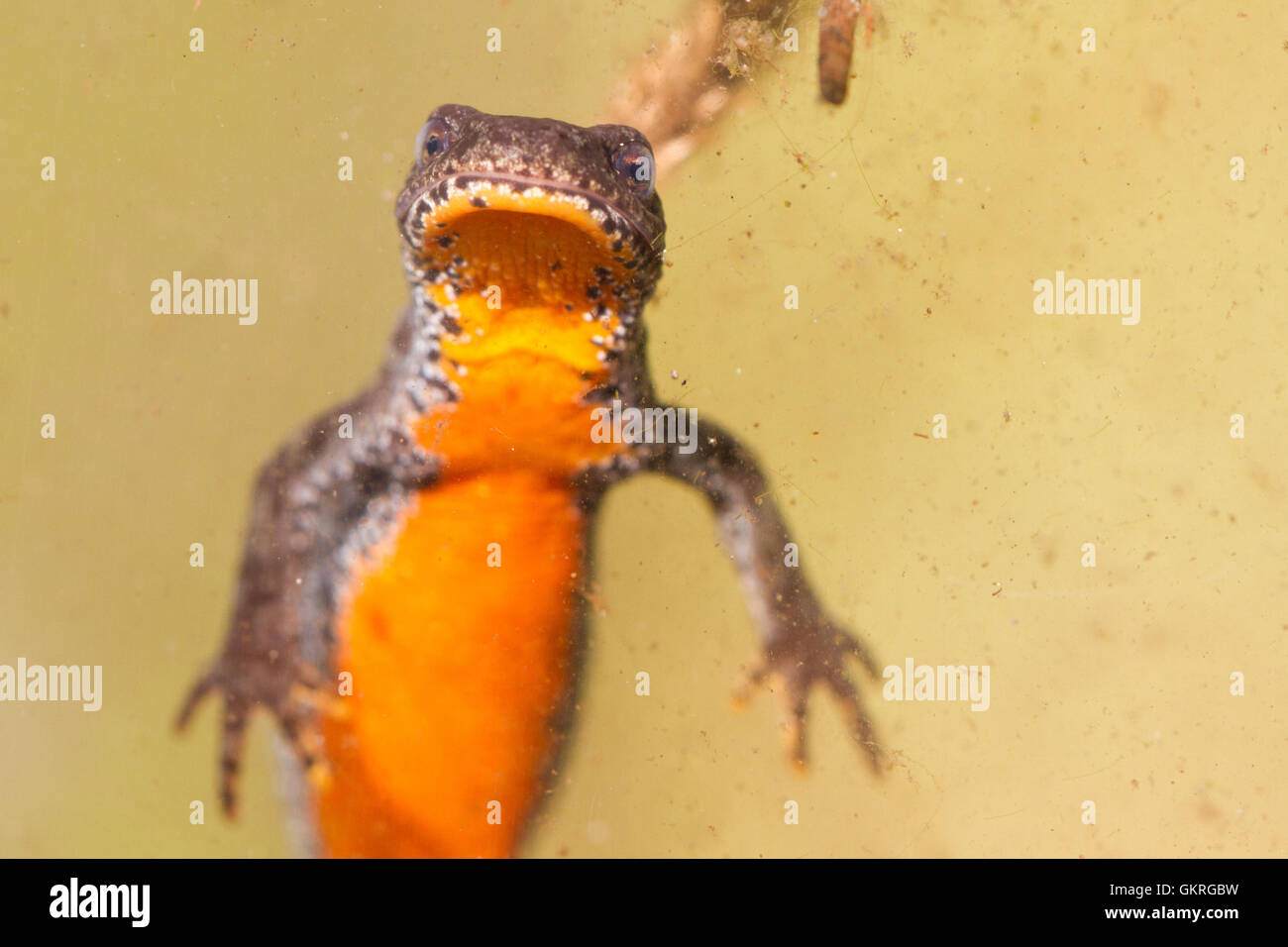 Tritón alpino ( ichthyosaura alpestris ) en su hábitat submarino, una ciénaga alpino. Foto de stock