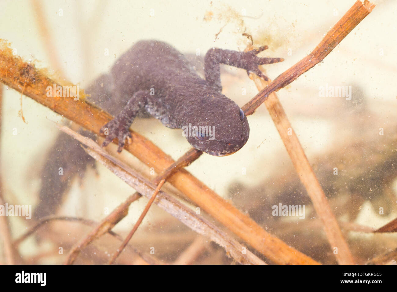 Tritón alpino ( ichthyosaura alpestris ) en su hábitat submarino, una ciénaga alpino. Foto de stock