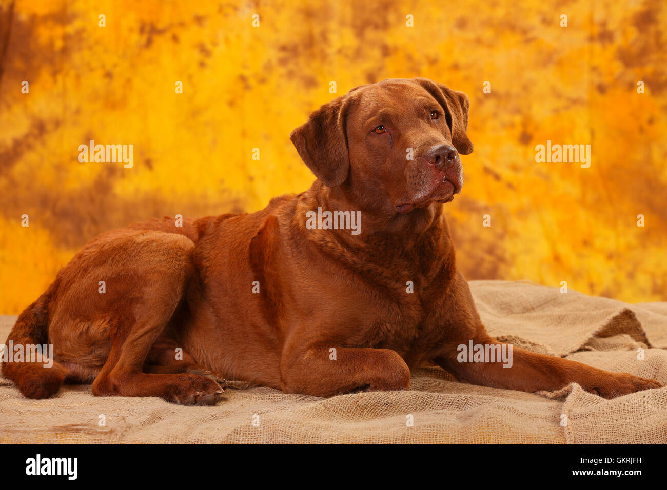 Chesapeake Bay Retriever, perro macho, 6 años|Chesapeake Bay Retriever, ruede, 6 Jahre Foto de stock