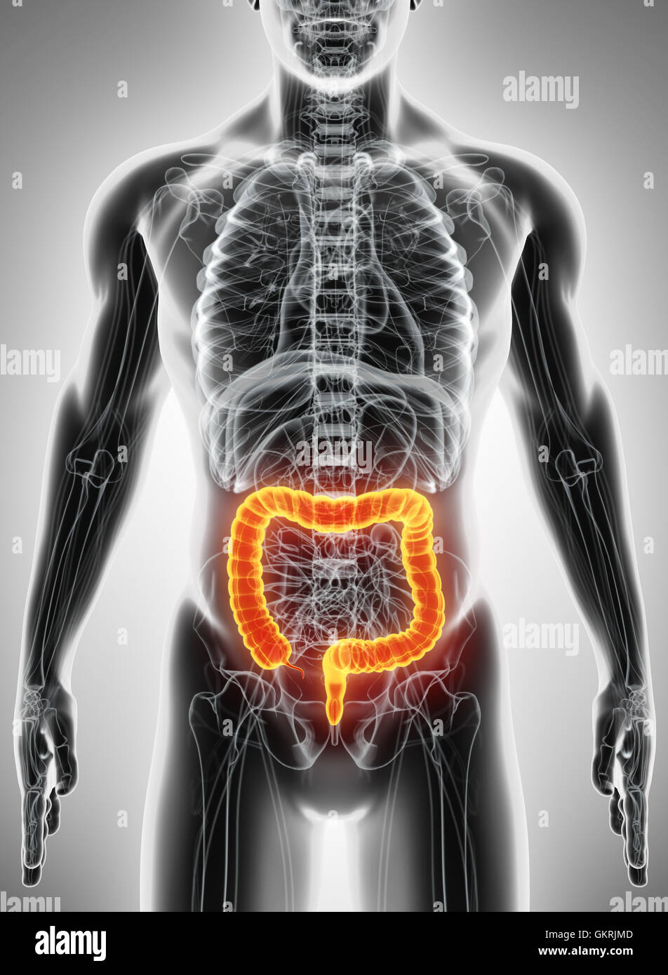 Ilustración 3D de Intestino Grueso, parte del sistema digestivo. Foto de stock