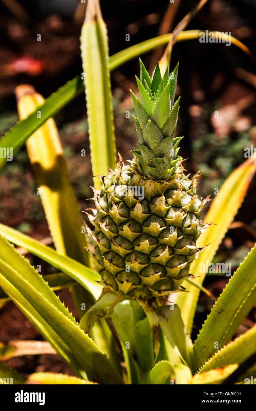 Creciente pinepple Foto de stock
