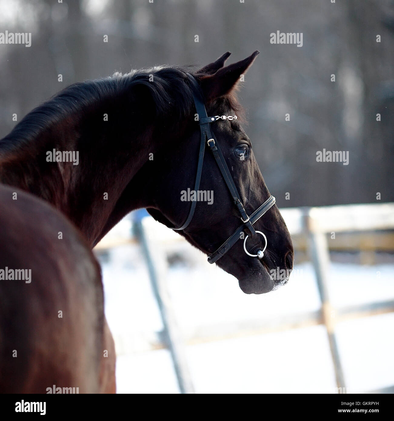 Yegua caballo de carreras fotografías e imágenes de alta resolución - Alamy