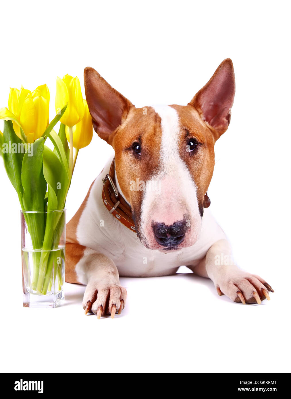 Muscular beast Imágenes recortadas de stock - Página 2 - Alamy