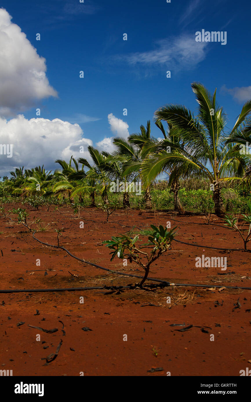 Tropic tierras agrícolas Foto de stock