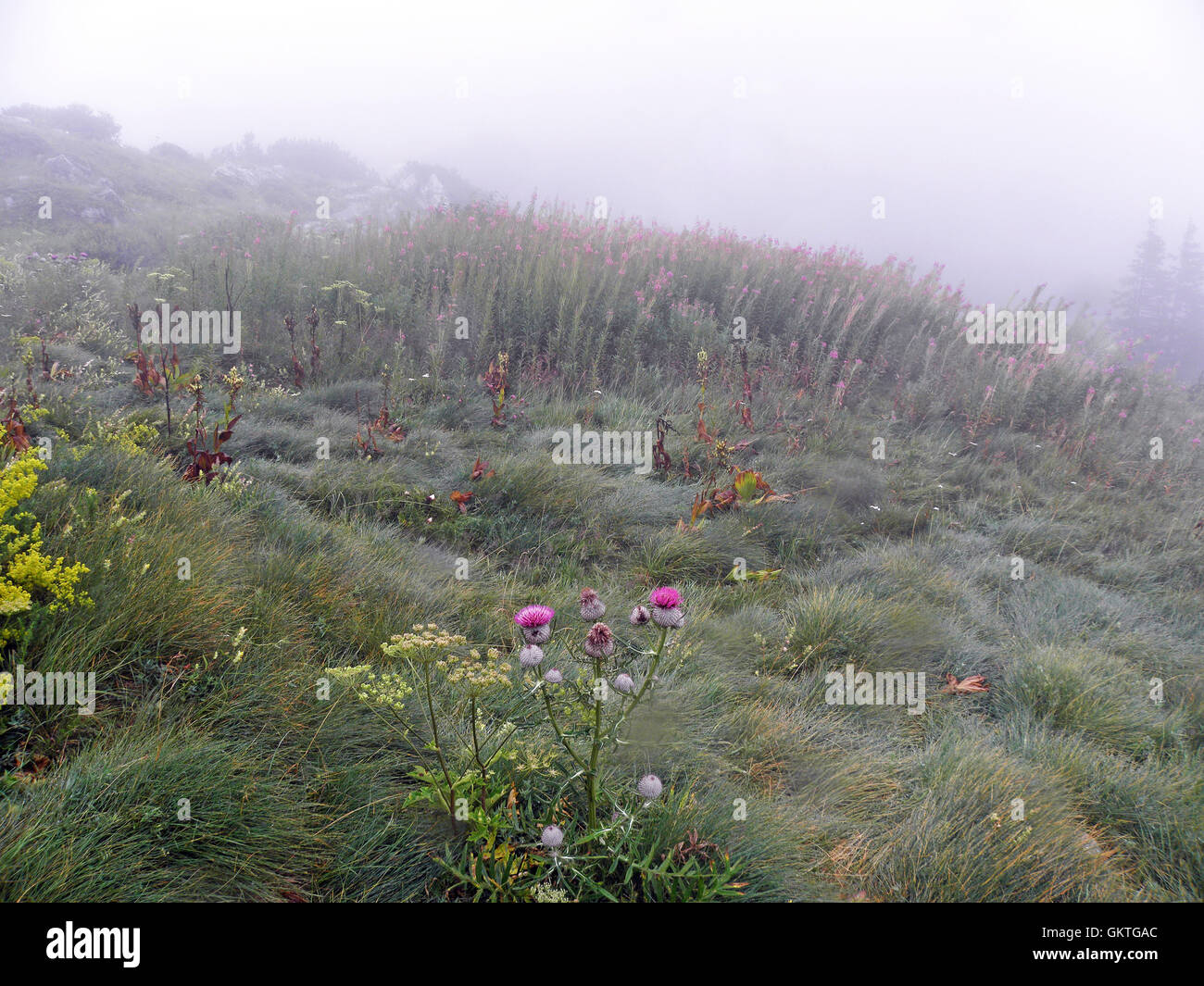 Zavizan,el pico de la montaña en verano mist,Croacia,Europa,7 Foto de stock