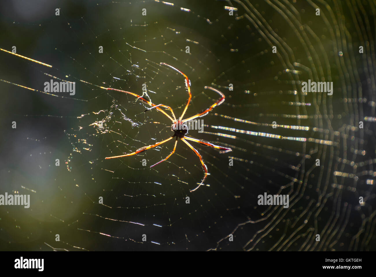 Araña de seda dorada (Nephila clavipes) o una inofensiva araña bananera teje su web en la configuración de la tarde el sol, N. Florida. Foto de stock